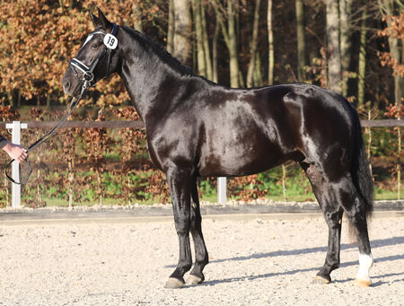 Neuzugang Schweres Warmblut Landgestüt Moritzburg