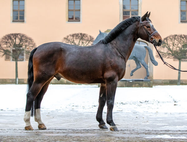 Hengstpräsentation Moritzburg