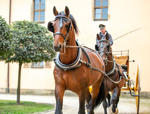 Musik und Hengste Landgestüt Moritzburg