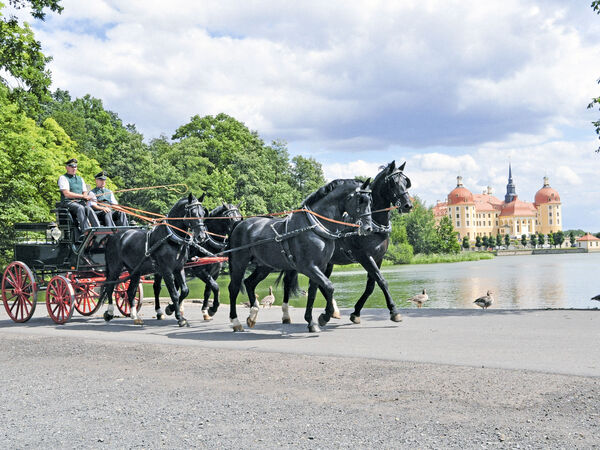 Vierspänner vor Moritzburger Schloss