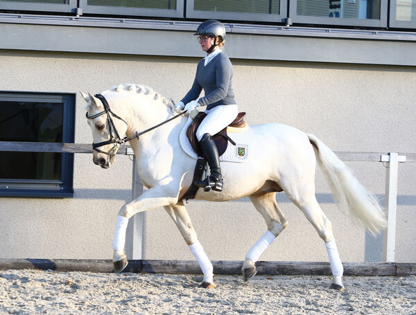 Landgestüt Moritzburg Ponyforum Online Auktion