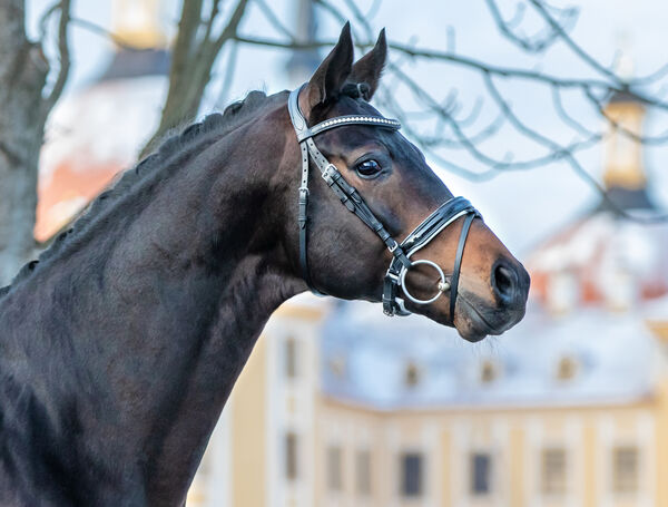 Trakehner Hengst Freiherr von Stein